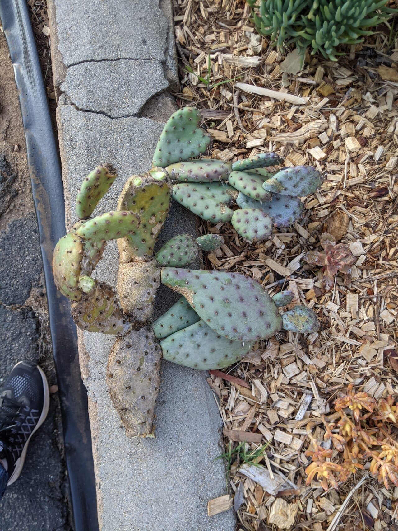 Purple Opuntia: How to Grow Them and Tell Them Apart - Trex Plants