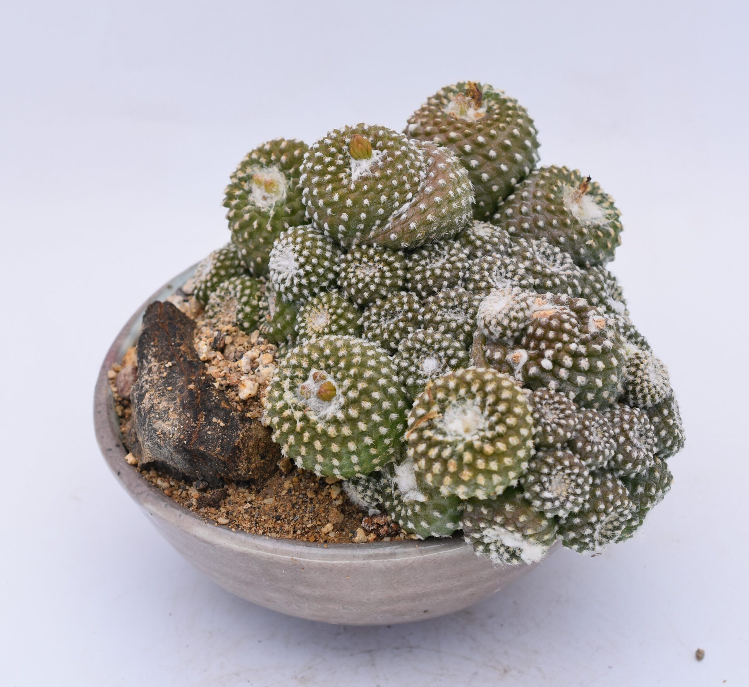 羅本製所 Copiapoa 黑王丸花季 Robinceramicstudio How to Grow Copiapoa laui - the Smallest Copiapoa - Trex Plants