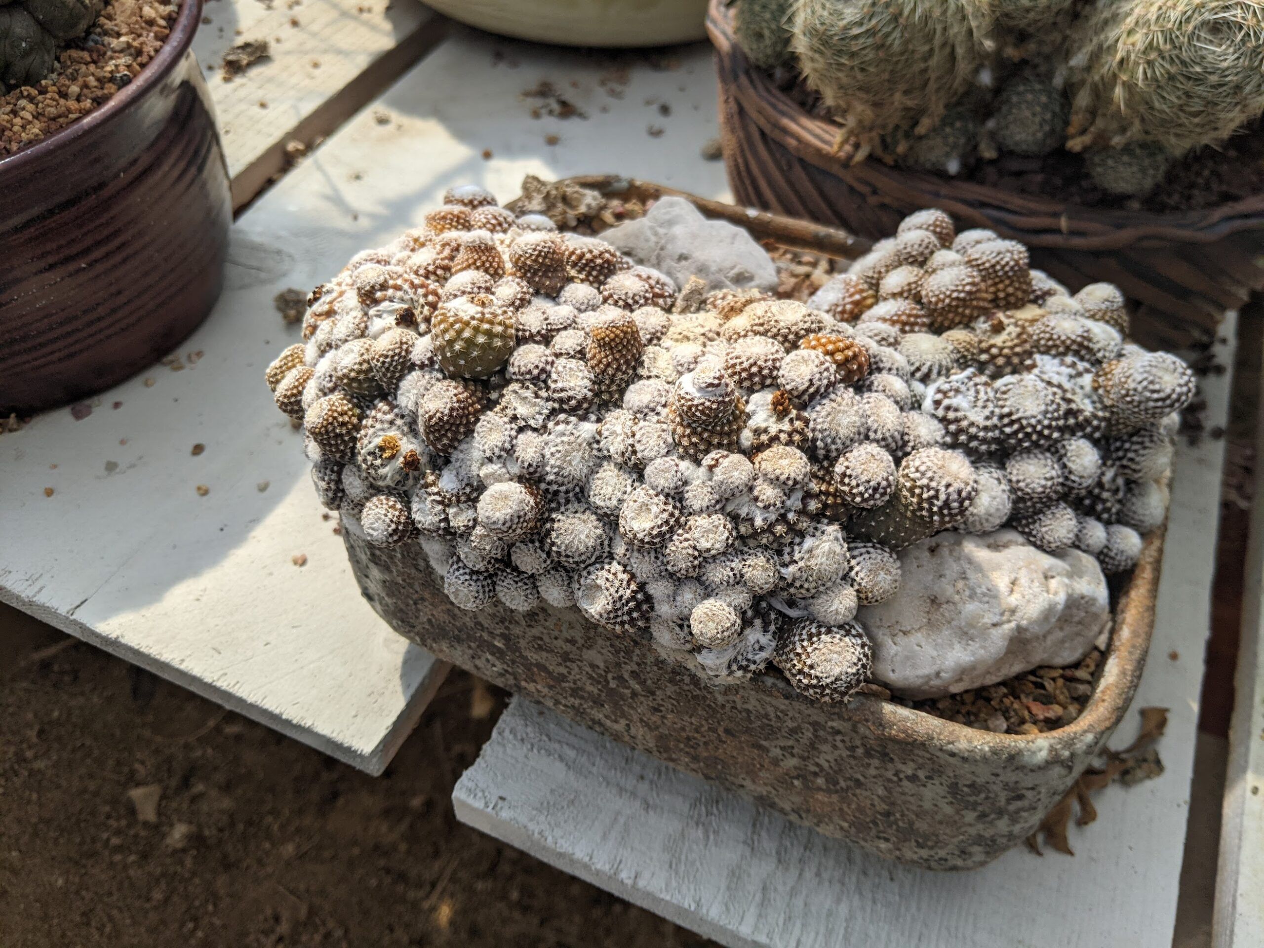 羅本製所 Copiapoa Mudball robinceramicstudio Copiapoa Mudball Figure 6 types Set Robinceramicstudio | eBay