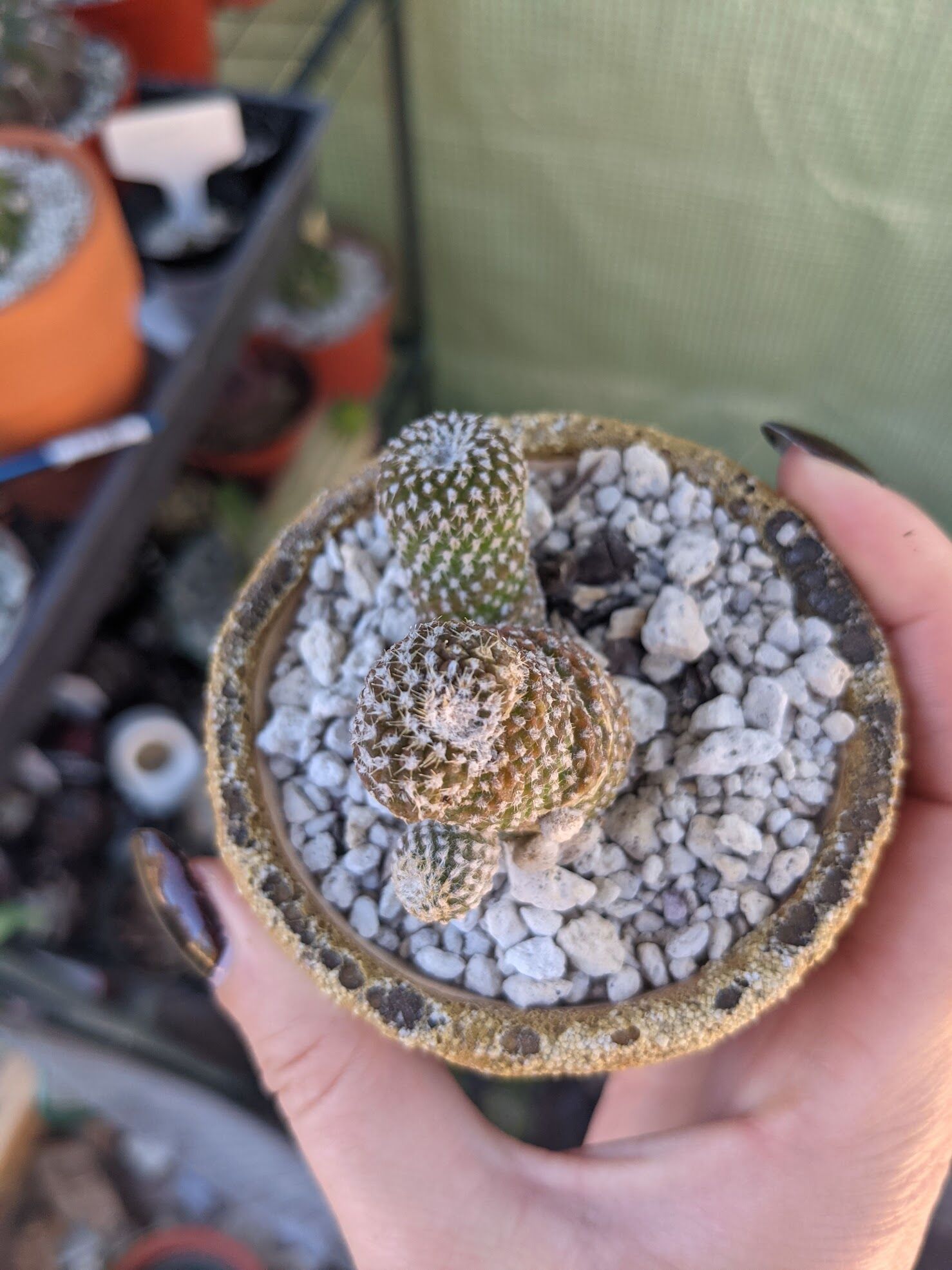How to Grow Copiapoa laui - the Smallest Copiapoa - Trex Plants