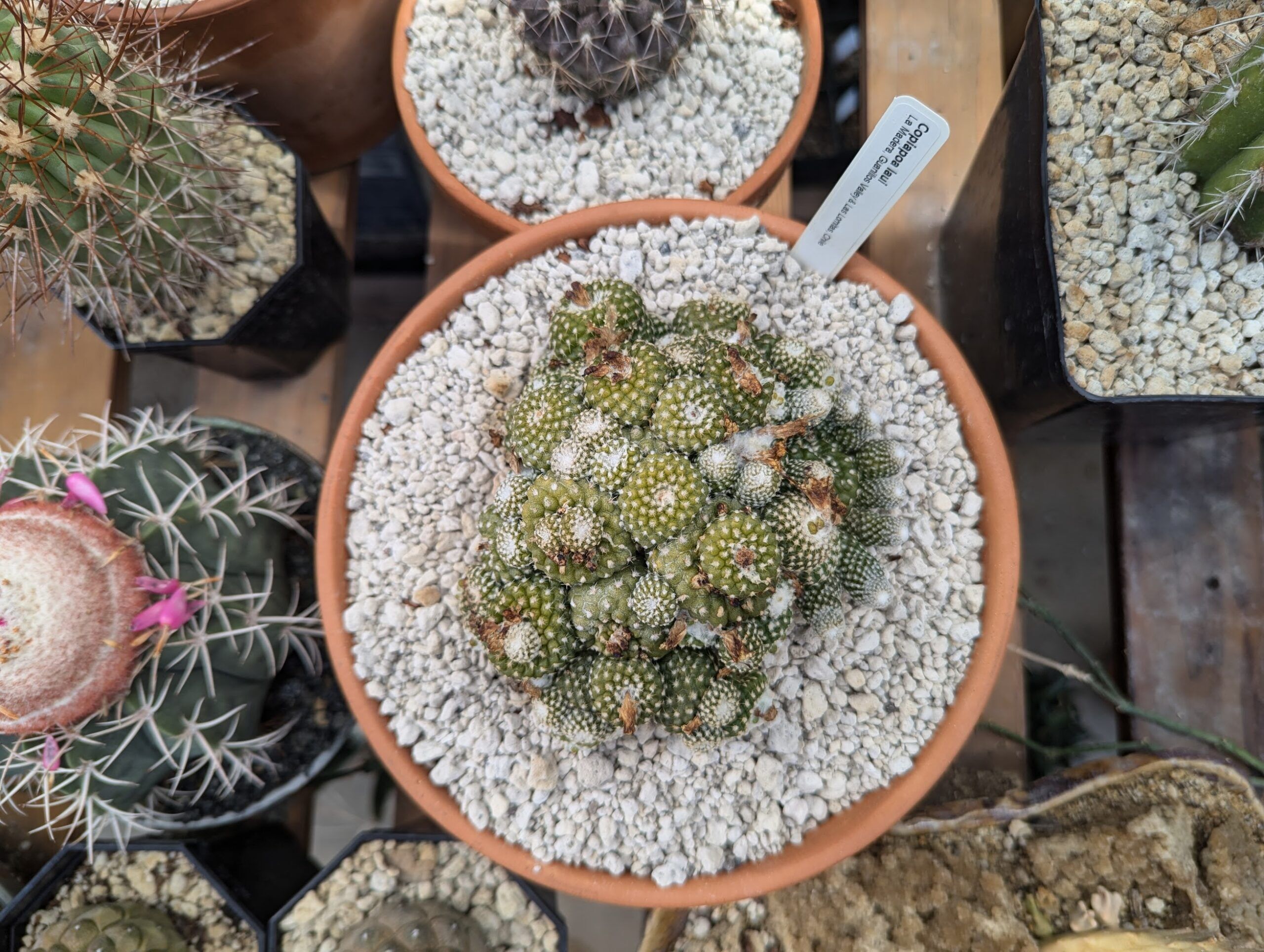 Copiapoa Mudball Blind Box Series by Robin Huang