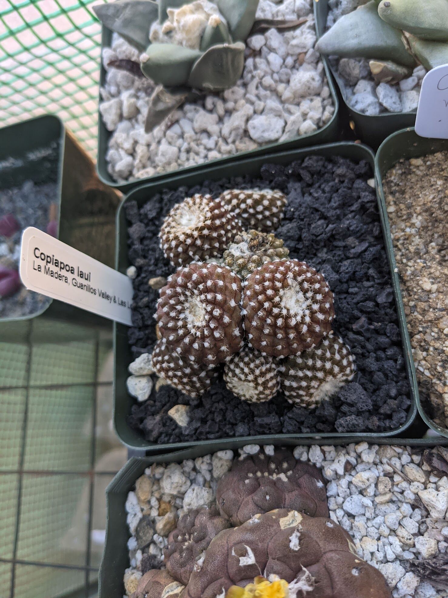 How to Grow Copiapoa laui - the Smallest Copiapoa - Trex Plants