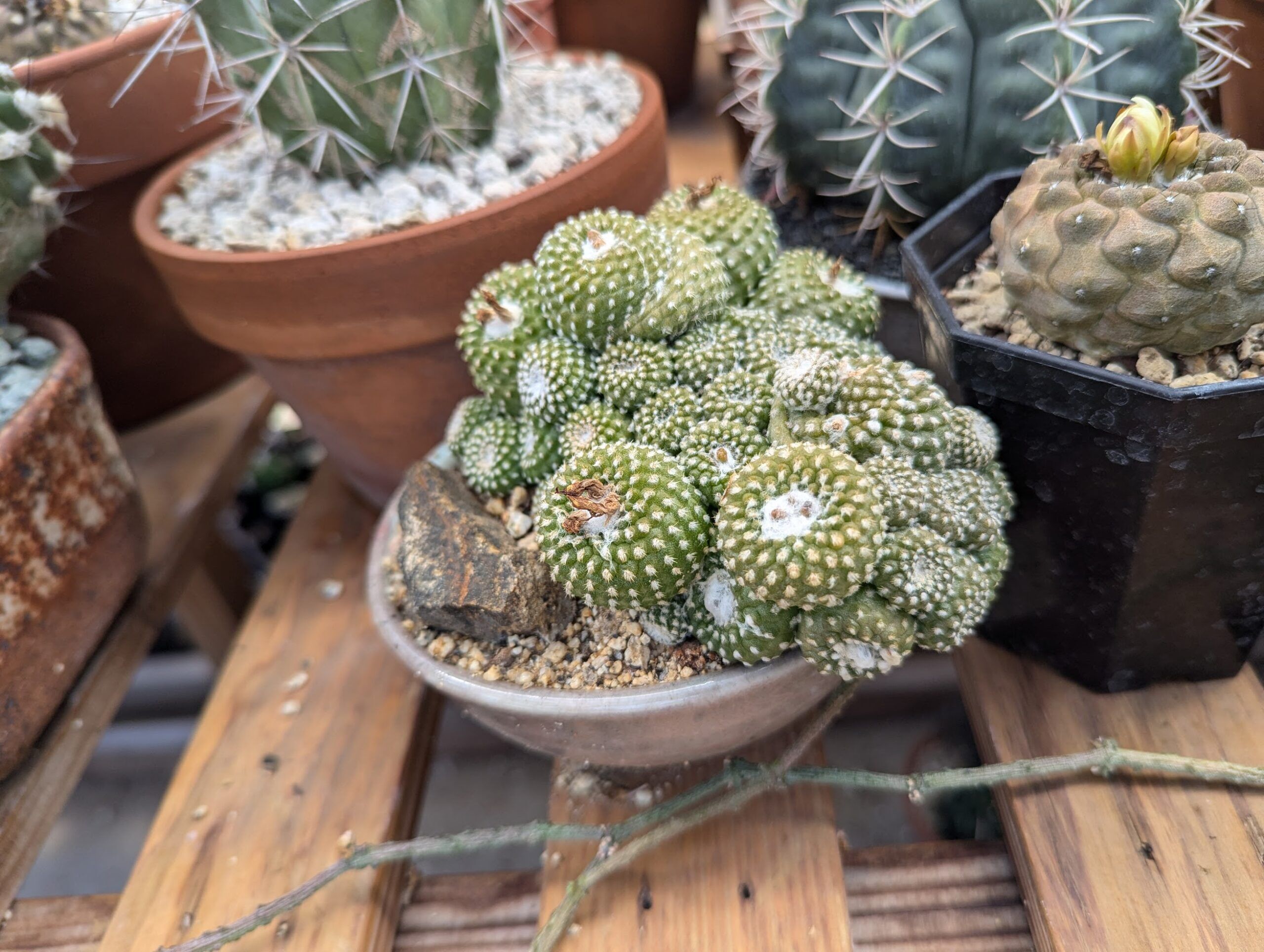 羅本製所 Copiapoa 黑王丸花季 Robinceramicstudio 羅本製所Robin Ceramic Studio 黑王丸Copiapoa（藍皮實生個體