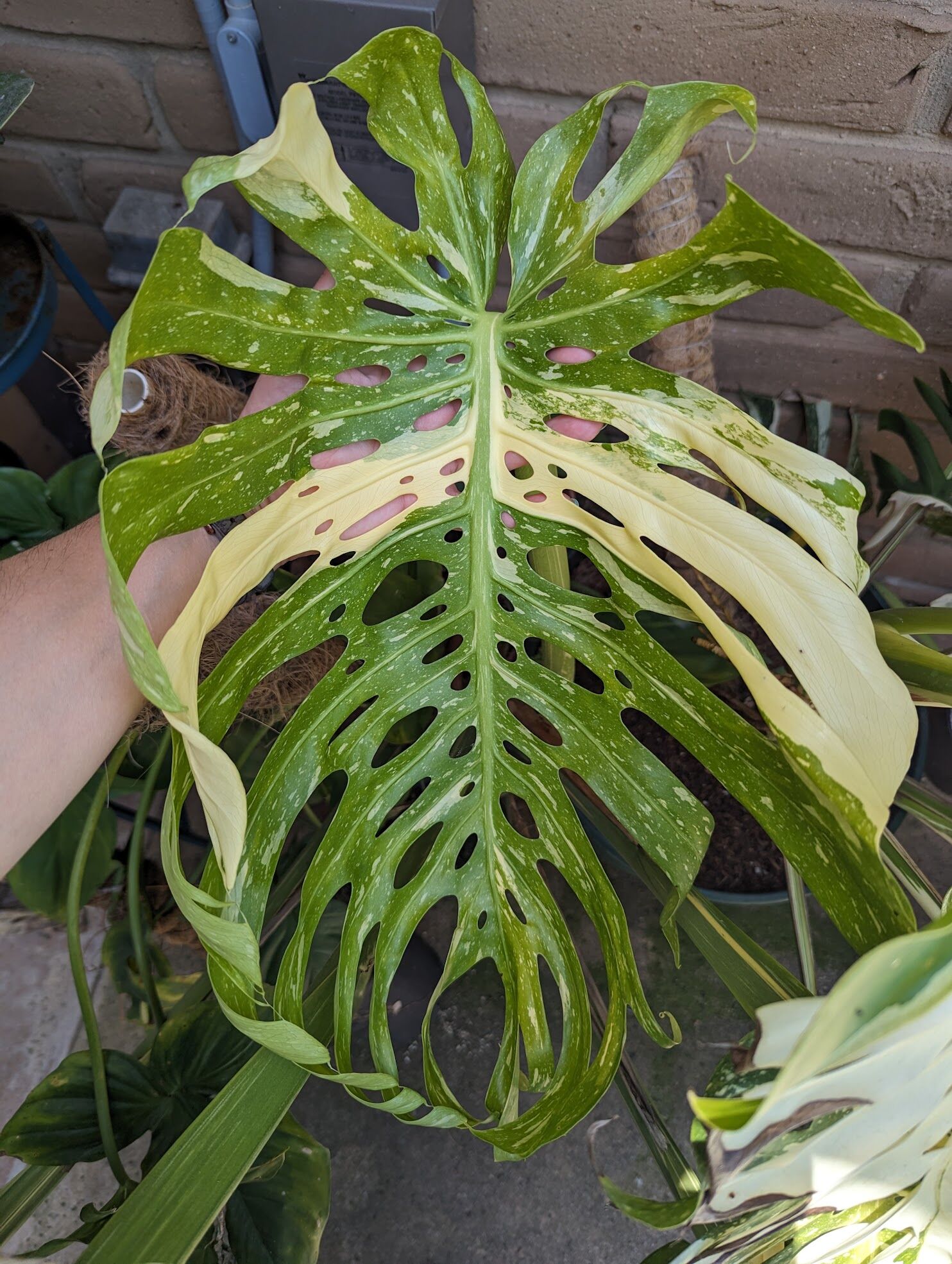 モンステラ・ポトス Monstera 'Thai Constellation Select' モンステラ