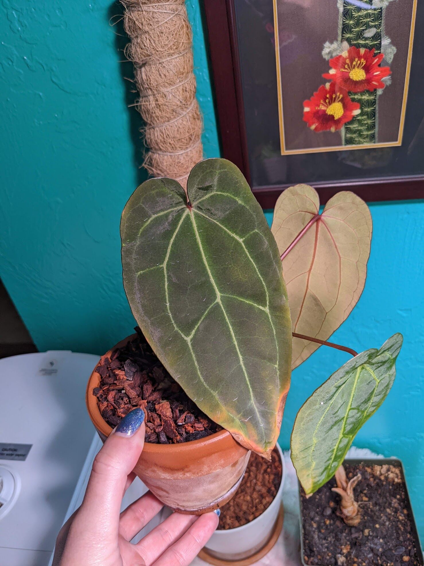 Anthurium Ace of Spades - Highly Coveted and Gorgeous - Trex