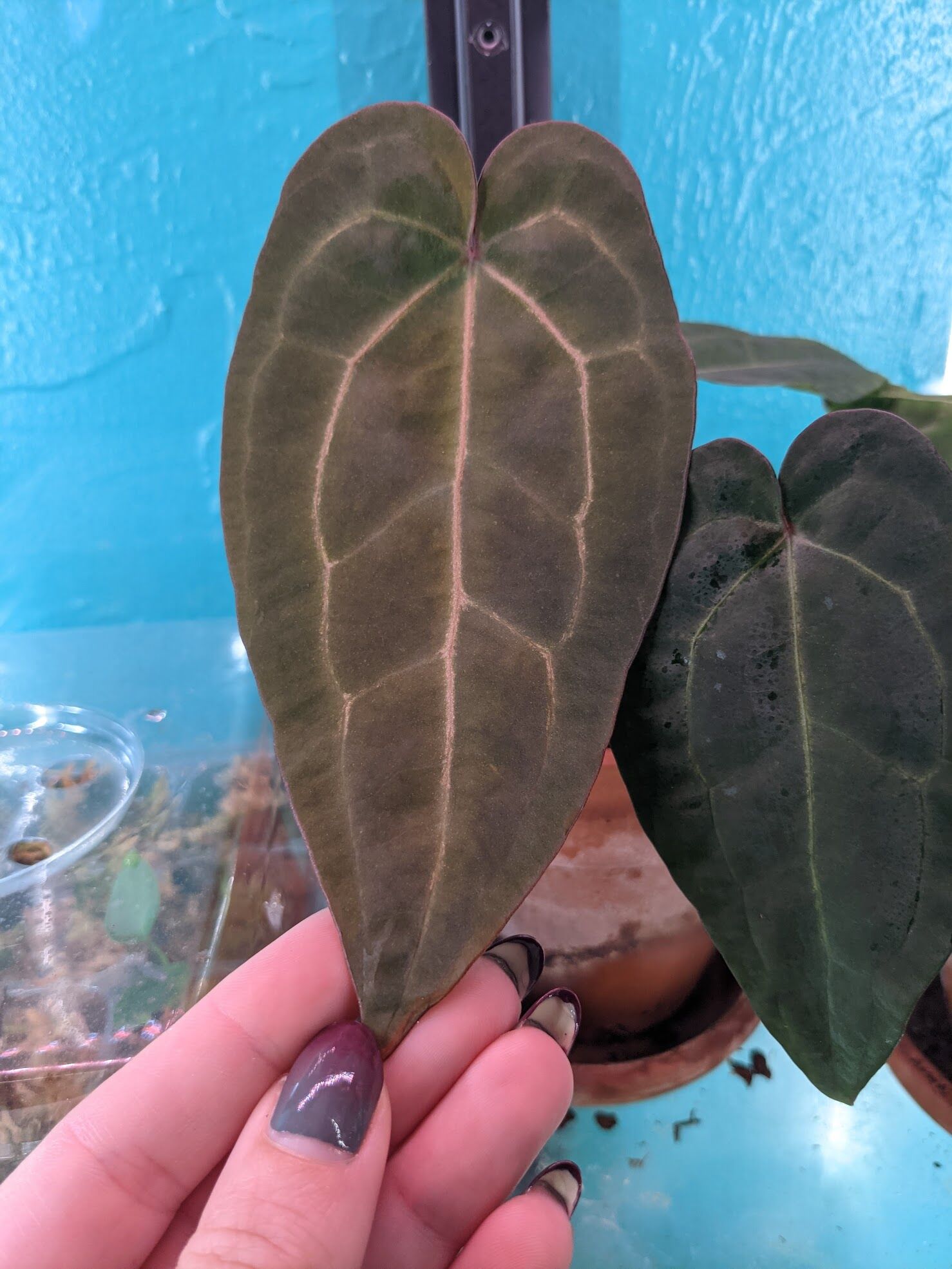 Anthurium Ace of Spades - Highly Coveted and Gorgeous - Trex